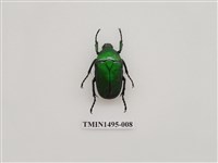 藏品(金豔騷金龜)的圖片